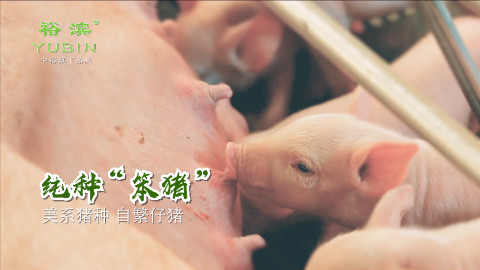 裕滨纯粮年猪猪肉